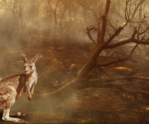 השריפות באוסטרליה מתחילות לגבות מחיר כלכלי - האם זה יהיה טריגר לשינוי.jpg