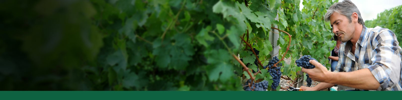 נאמנותFLIP (1)